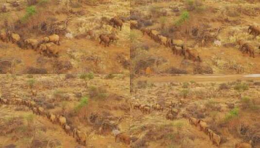迁徙的非洲象高清在线视频素材下载