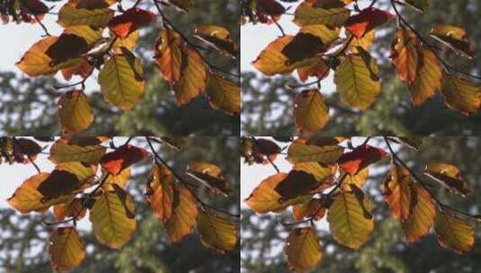 黄昏时分金黄的树叶高清在线视频素材下载