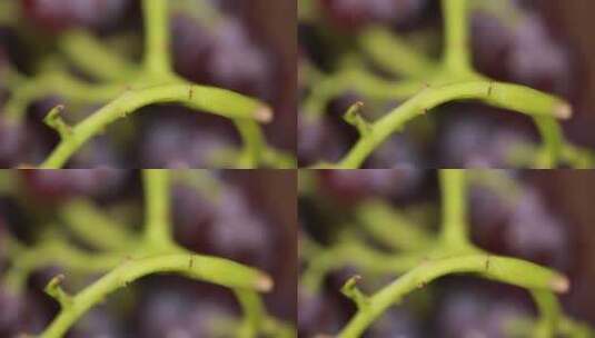 微距葡萄杆葡萄串高清在线视频素材下载