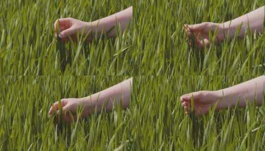 妇女用手触摸农场的小麦高清在线视频素材下载