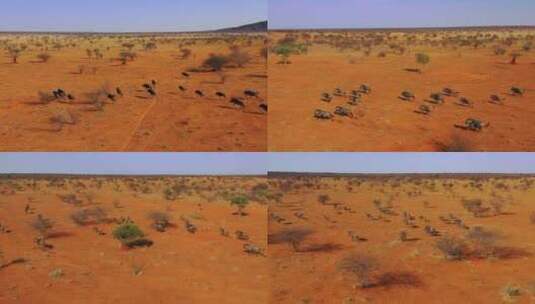 非洲纳米比亚沙漠平原上奔跑的黑色角马高清在线视频素材下载