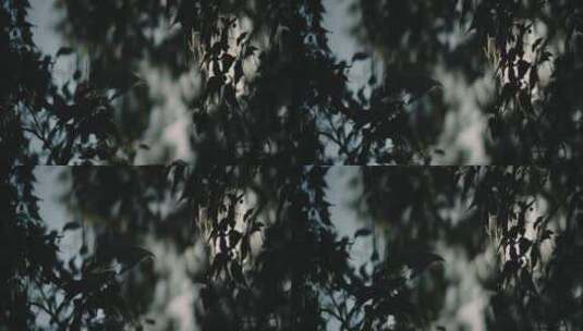 黑暗灯光下斑驳的树叶高清在线视频素材下载