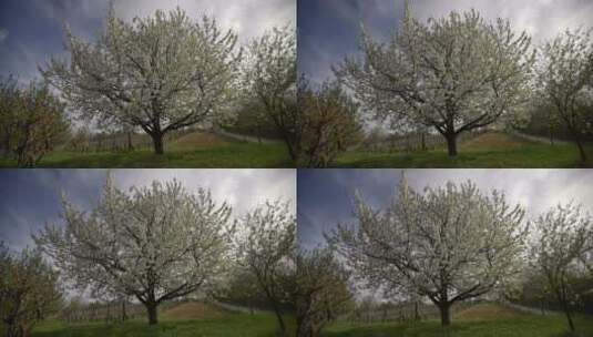 开花的梨树特写高清在线视频素材下载
