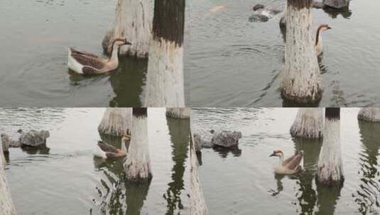 水上的鸭子高清在线视频素材下载