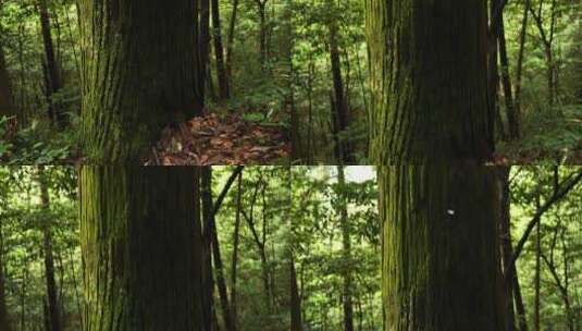 杭州西天目山的百年老树和山林高清在线视频素材下载