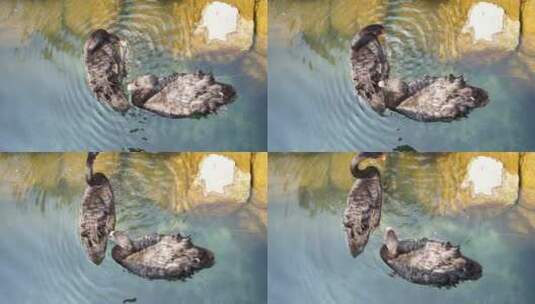 水中的黑天鹅在游动潜水觅食高清在线视频素材下载