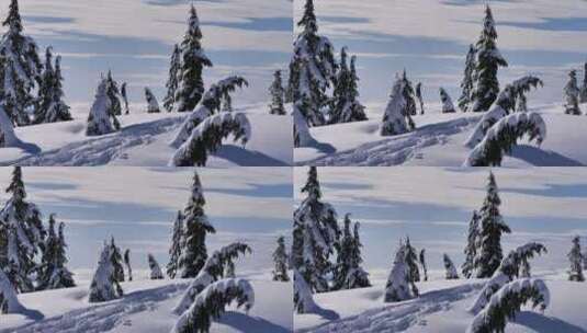 加拿大的一座小山上覆盖着白雪的松林_高清在线视频素材下载