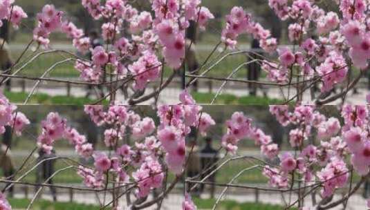 微距特写鲜花桃花粉色花朵高清在线视频素材下载