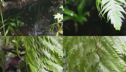 热带雨林景观热带植物瀑布流水高清在线视频素材下载