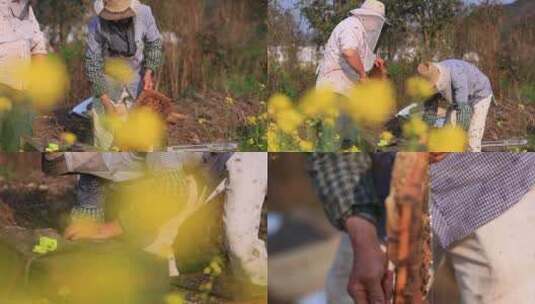 农村养蜂人高清在线视频素材下载