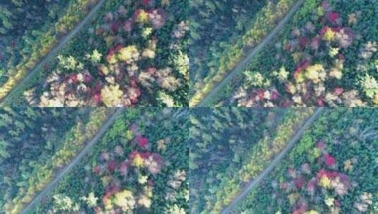 航拍秋日彩林山路风景高清在线视频素材下载