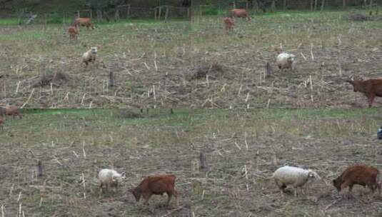 绵羊和小母牛在田里打架高清在线视频素材下载