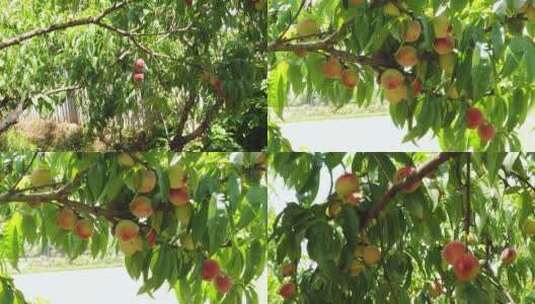 桃子树素材高清在线视频素材下载