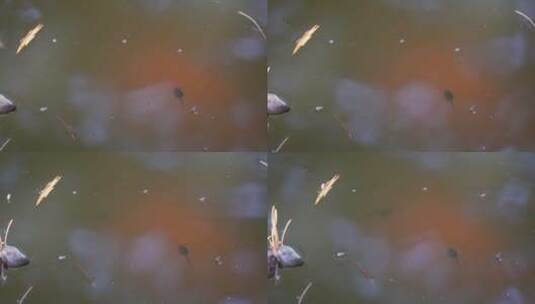 池塘蝌蚪水生物生态高清在线视频素材下载