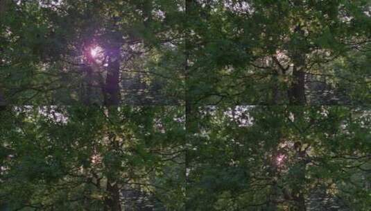 阳光穿过树枝高清在线视频素材下载