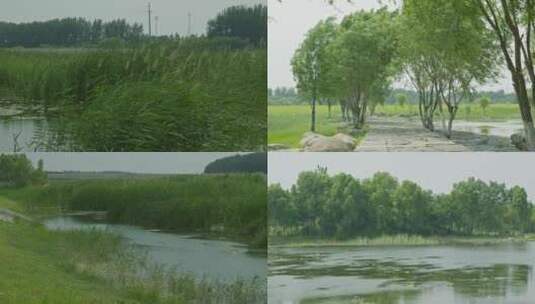 4k潍坊白浪河湿地公园芦苇夏至绿色植物高清在线视频素材下载