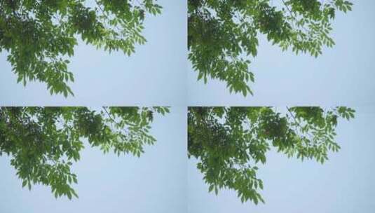 220516梅湖银杏树林A01689352高清在线视频素材下载