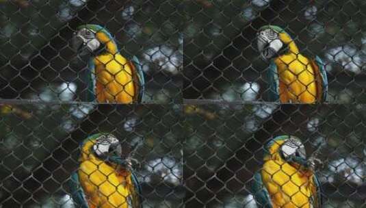 4K动物园的鹦鹉高清在线视频素材下载