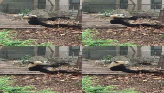 国宝 大熊猫高清在线视频素材下载