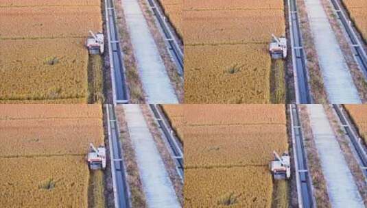 航拍农田稻田机械收割机秋收高清在线视频素材下载