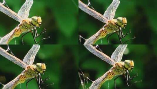 4k蜻蜓独立高清在线视频素材下载