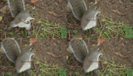 可爱的松鼠在林间奔跑高清在线视频素材下载