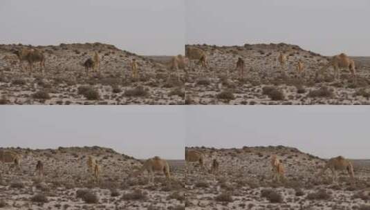 沙漠中的骆驼高清在线视频素材下载