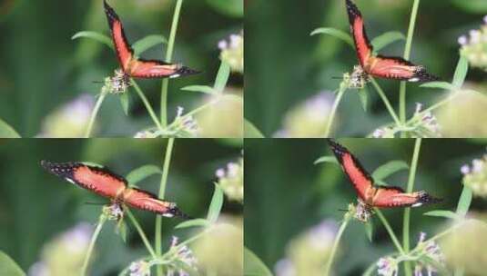 花朵上的花蝴蝶高清在线视频素材下载