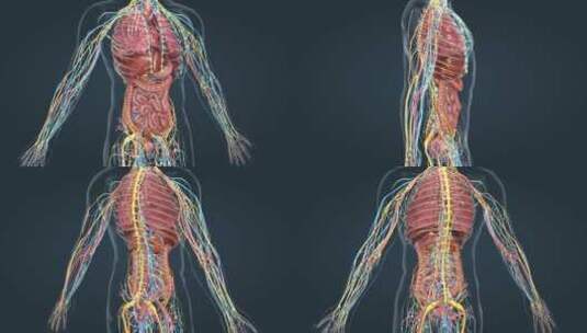 医学人体器官肺脏大脑肝脏胆囊胃肠道 (4)高清在线视频素材下载