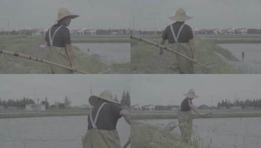 渔民水草打捞高清在线视频素材下载