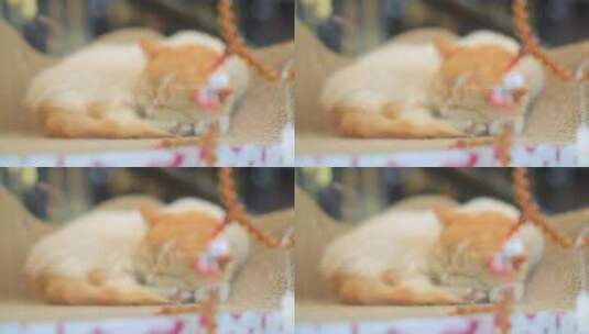 睡觉的猫高清在线视频素材下载
