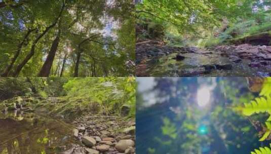 原始森林阳关穿过树林山间河流溪水高清在线视频素材下载