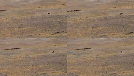 青海可可西里自然保护区草原上一只藏羚羊高清在线视频素材下载