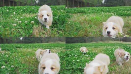 可爱柯基犬在草地上奔跑追逐玩耍慢镜头高清在线视频素材下载