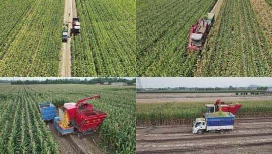 航拍玉米收获青储玉米机作业高清在线视频素材下载