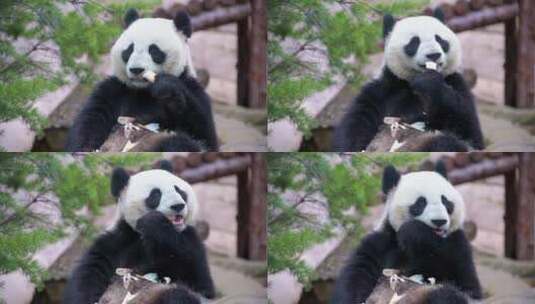 大熊猫休闲吃竹子高清在线视频素材下载