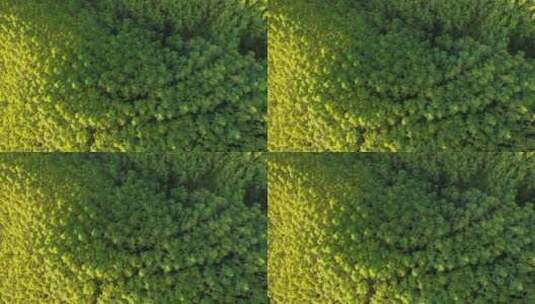 无人机航拍树林景观高清在线视频素材下载