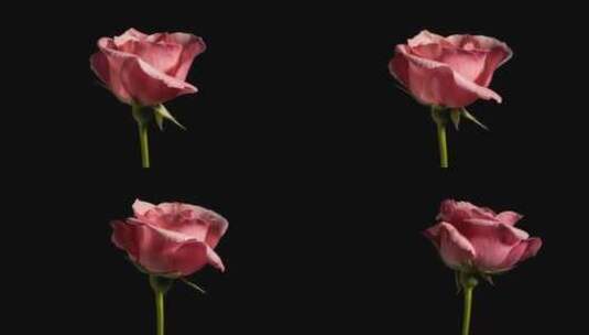 玫瑰花瓣缓缓绽放高清在线视频素材下载