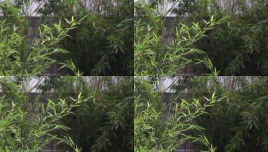 院子里的竹子随风摇曳高清在线视频素材下载