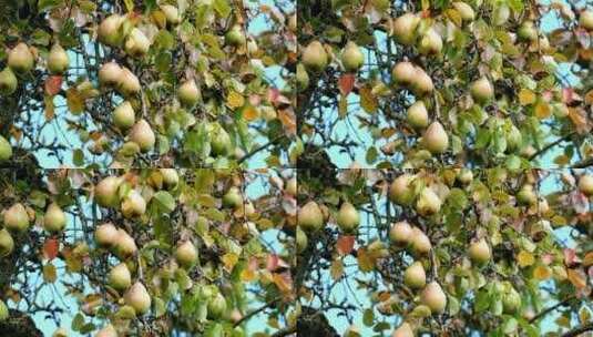秋天丰收树上的梨子高清在线视频素材下载