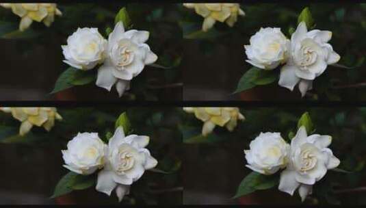 白色花朵的特写高清在线视频素材下载