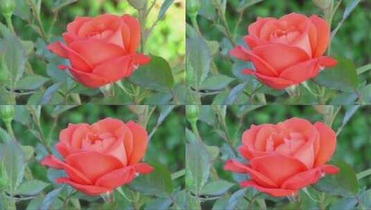 延时绽放的红色玫瑰高清在线视频素材下载