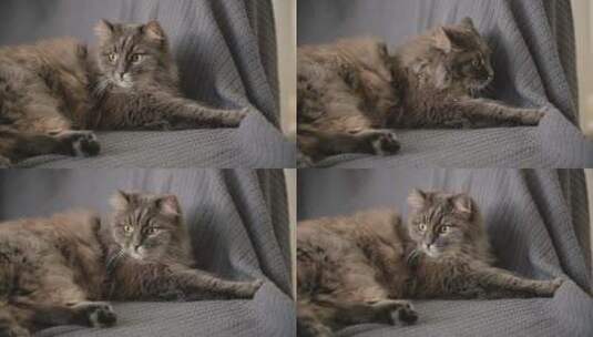 躺在沙发上的猫高清在线视频素材下载