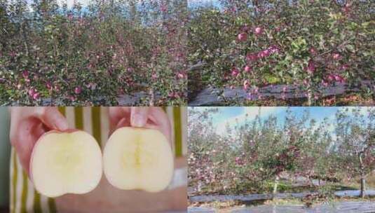 条纹苹果种植高清在线视频素材下载
