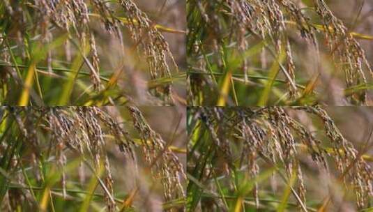 4K升格实拍秋天稻田里成熟饱满的稻穗高清在线视频素材下载