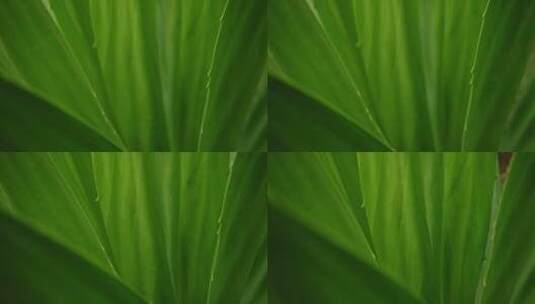 绿色植物的特写高清在线视频素材下载