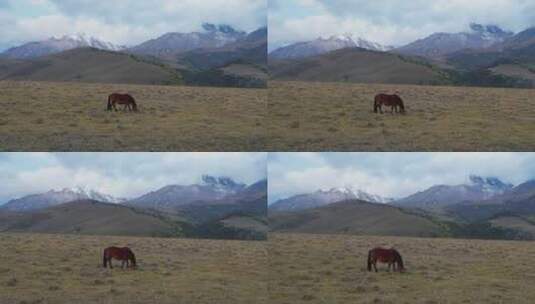 航拍雪山下的马高清在线视频素材下载