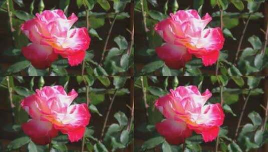 盛开的玫瑰花特写镜头高清在线视频素材下载