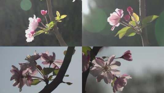 逆光下绚丽的西府海棠花1高清在线视频素材下载