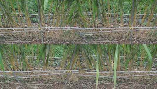 甘蔗种植高清在线视频素材下载